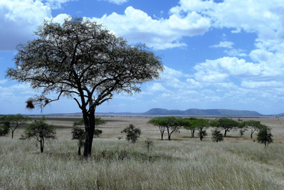 Serengeti National Park, Tanzania